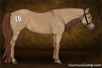 Horse Color:Red Dun Splash  Brindle
