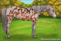 Horse Color:Brown Appaloosa  Brindle