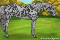 Horse Color:Black Appaloosa 