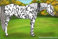 Horse Color:Black Appaloosa 