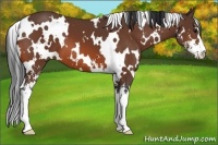 Horse Color:White Spotted Bay Sabino 