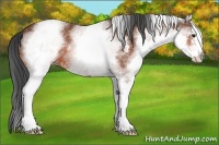Horse Color:White Spotted Bay Sabino