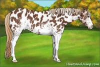 Horse Color:White Spotted Chestnut Appaloosa 