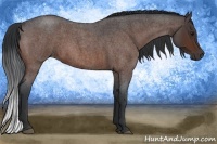 Horse Color:Bay Roan 