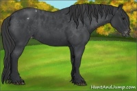 Horse Color:Blue Roan Varnish 