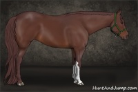 Horse Color:Chocolate Bay 