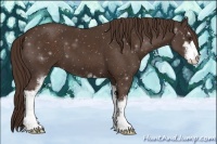 Horse Color:Liver Chestnut Sabino 