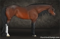 Horse Color:Bay and Bay