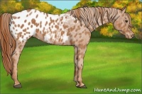 Horse Color:Chestnut Appaloosa Brindle