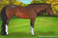 Horse Color:Bay  Brindle