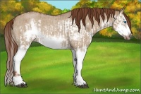 Horse Color:Red Dun Roan Splash Frame Rabicano  and Red Dun Roan Splash Frame Rabicano 