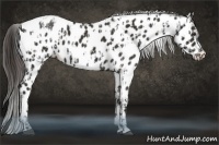 Horse Color:Liver Chestnut Appaloosa  and Liver Chestnut Appaloosa 