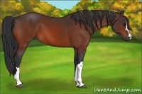 Horse Color:Bay  and Bay 