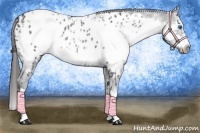 Horse Color:White Spotted Blue Roan Splash Frame Appaloosa  and White Spotted Blue Roan Splash Frame Appaloosa 