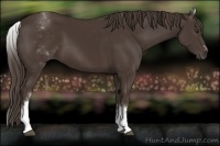 Horse Color:White Spotted Liver Chestnut Sabino