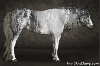 Horse Color:White Spotted Liver Chestnut and White Spotted Liver Chestnut
