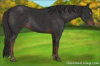 Horse Color:Liver Chestnut Sabino Rabicano and Liver Chestnut Sabino Rabicano