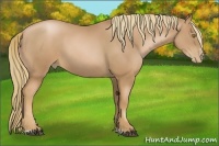 Horse Color:Chestnut Pearl Sabino Rabicano