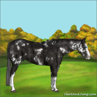 Horse Color:White Spotted Smoky Grullo Ice Splash  and White Spotted Smoky Grullo Ice Splash 