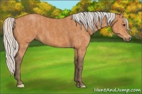 Horse Color:Silver Bay Brindle