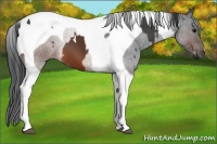 Horse Color:Brown Tobiano  and Brown Tobiano 