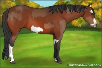 Horse Color:Bay Splash Frame and Bay Splash Frame