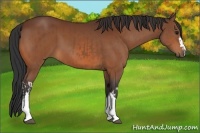 Horse Color:Bay and Bay