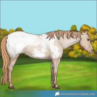 Horse Color:Grullo Pearl Snowcap 