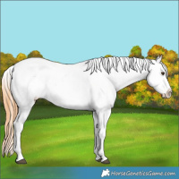 Horse Color:Grullo Pearl Appaloosa 