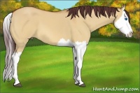 Horse Color:Chocolate Bay Dun Splash 