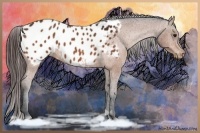 Horse Color:Bay Appaloosa