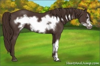 Horse Color:Liver Chestnut Frame 