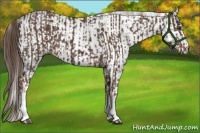 Horse Color:White Spotted Liver Chestnut Sabino and White Spotted Liver Chestnut Sabino