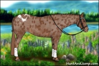 Horse Color:Chestnut Appaloosa