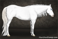 Horse Color:White Spotted Perlino Splash Tobiano Appaloosa Rabicano