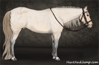 Horse Color:Buckskin Roan Appaloosa 