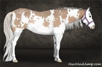 Horse Color:White Spotted Silver Buckskin Roan Splash Rabicano