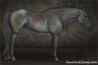 Horse Color:Black  Brindle