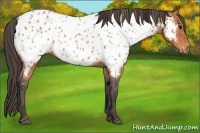 Horse Color:Bay Appaloosa Brindle