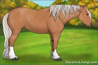 Horse Color:Silver Bay and Silver Bay