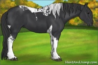 Horse Color:Black Tobiano  and Black Tobiano 