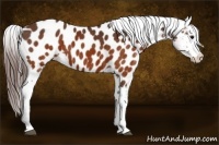 Horse Color:Brown Appaloosa Brindle