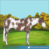 Horse Color:White Spotted Chocolate Silver Black Sabino