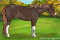 Horse Color:Liver Chestnut 