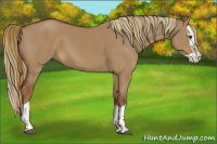 Horse Color:Red Dun Splash  and Red Dun Splash 