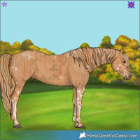 Horse Color:White Spotted Chocolate Palomino Dun Splash  Brindle