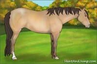 Horse Color:Sable Champagne Sabino