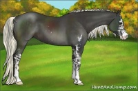 Horse Color:Liver Chestnut Sabino  and Liver Chestnut Sabino 