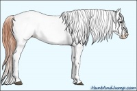 Horse Color:Bay Dun Tobiano Varnish 