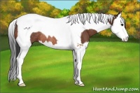 Horse Color:Bay Splash Tobiano Rabicano 